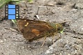 Scene 10 Skipper sucking water from ground